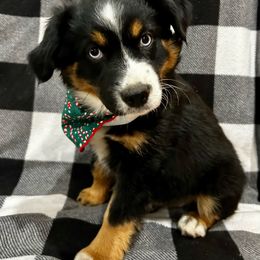 Girl 2 - Black tri Miniature Australian Shepherd puppy in Fontana, California from Quality Mini Aussies of SoCal