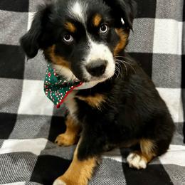 Girl 2 - Black tri Miniature Australian Shepherd puppy in Fontana, California from Quality Mini Aussies of SoCal