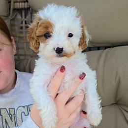 Autumn - Blenheim female Cavapoo puppy in Blackfoot, Idaho from Rocky Desert Goldens and Cavaliers