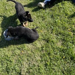 German Shepherd Puppies from Wonder Paws German Shepherds