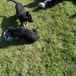 German Shepherd Puppies from Wonder Paws German Shepherds
