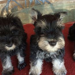 Miniature Schnauzers from Eyecandy Schnauzers