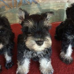 Miniature Schnauzers from Eyecandy Schnauzers