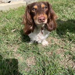 Otis - Dachshund