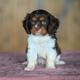 Orca - Chocolate female Cavalier King Charles Spaniel puppy in Sugarcreek, Ohio from Chocolate Cavalier