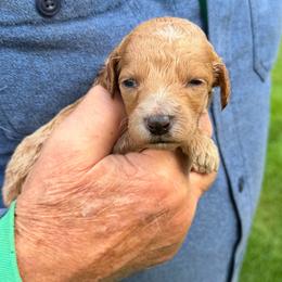 Butterfinger - Apricot female Poodle puppy in St. Johnsbury, Vermont from Poodles of the Northern Woods