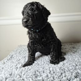 Oso - Black male Poodle puppy in Huntsville, Alabama from Pandora