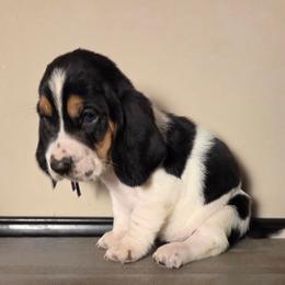 Ramona - Black brown and white female Basset Hound puppy in Denison, Texas from Emma Lou's Baby Bassets