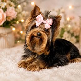 Violet - Yorkshire Terrier