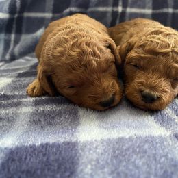Poodle Puppies from 3C Poodles