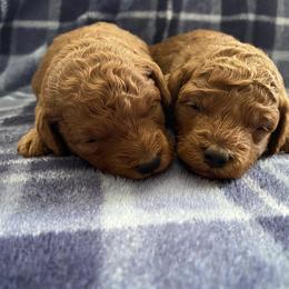 Poodle Puppies from 3C Poodles