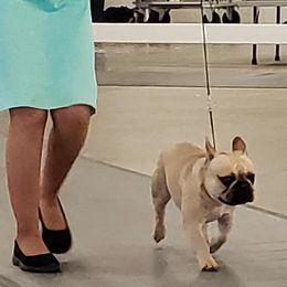 French Bulldog All Grown Up from Jaya French Bulldogs
