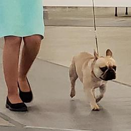 French Bulldog All Grown Up from Jaya French Bulldogs