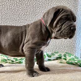 Rowan - Blue Neapolitan Mastiff puppy in Canyon, Texas from Mastini Della Forte