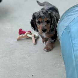 Dachshund Puppies from Catt Farms Longhaired Dachshunds