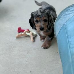 Dachshund Puppies from Catt Farms Longhaired Dachshunds