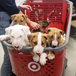 Bull Terrier Puppies from Virtue Bull Terriers