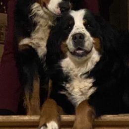 Maggy - Bernese Mountain Dog