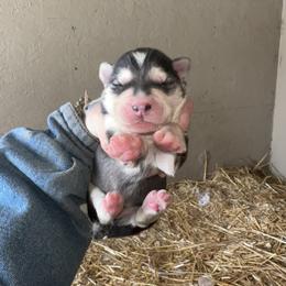 Boy 5 - Black and white male Siberian Husky puppy in Iron River, Wisconsin from Wiemeri Siberians