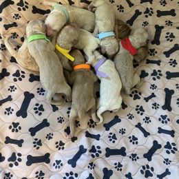 Goldendoodle Puppies from Blissful Goldendoodles