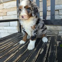 Lola - Blue merle female Bernedoodle puppy in Holtwood, Pennsylvania from Country Ridge Puppies