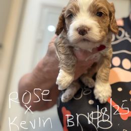 Rose B1 - Red male Cockapoo puppy in Haines City, Florida from Camic Cockapoos