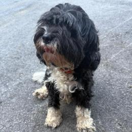 Hazel - Cavapoo