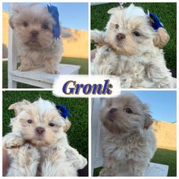 Gronk - Cream and white male Shih Tzu puppy in Coolidge, Arizona from Shih Tzu’s  ‘N’ Love