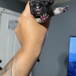 Ember - Fawn and white female French Bulldog puppy in Louisville, Kentucky from Nelson’s Fancy Frenchies and Bulldogs