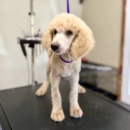 Jack Jack - Apricot male Poodle puppy in Lookout, California from Rossiter Poodles