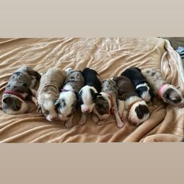 Miniature Australian Shepherd puppies from Quarle Ranch Mini Aussies