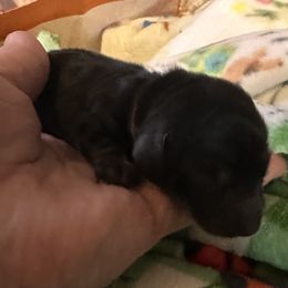 Paprika - Black and tan female Dachshund puppy in Monitor, Washington from Shannon Dolly’s Dachshunds