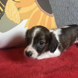 Sandi - Piebald female Dachshund puppy in Sharon Springs, New York from Show Us The Way Homestead