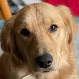 River - Goldendoodle