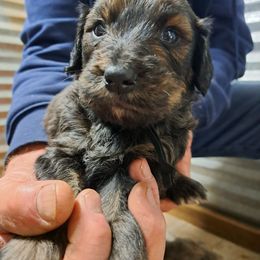 Aster black collar - Chocolate merle male Bernedoodle puppy in Lafayette, Alabama from Williams Lake Doodles