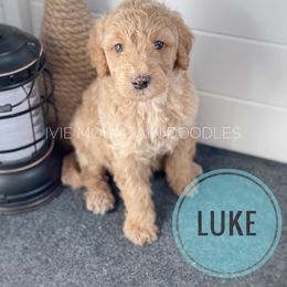 Goldendoodle Puppies from Ivie Mountain Doodles