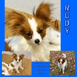 Boy 4 - male Papillon puppy in Oakland, Maryland from Holly Huxford