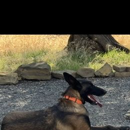Grizz - Belgian Malinois