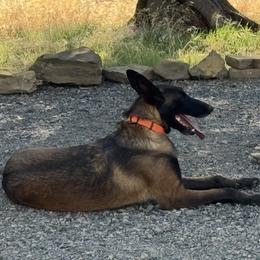 Grizz - Belgian Malinois