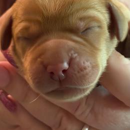 Zinnia - Yellow female Labrador Retriever puppy in North Chesterfield, Virginia from Lake Crystal Farms Labradors