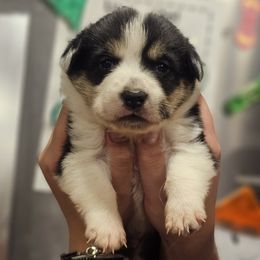 Koda - Black and white male American Corgi puppy in Tombstone, Arizona from WeVolution Off-Grid