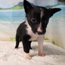 Bora Bora - Black and white female Border Collie puppy in Avilla, Indiana from Borderline Kennels