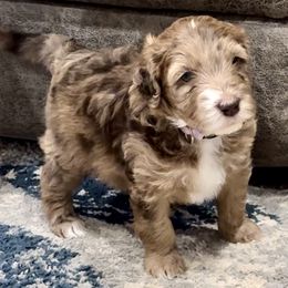 Aussiedoodle and Bernedoodle Puppies from LolliPop Farms