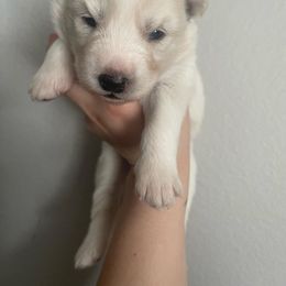 Siberian Husky Puppies from OAZS Pups