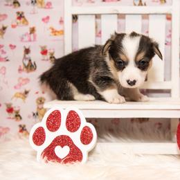 Yellow - Black and tan male Pembroke Welsh Corgi puppy in Dobson, North Carolina from Clover S Farm