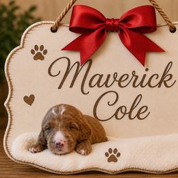 Maverick Cole - Red  male Goldendoodle puppy in Valdosta, Georgia from Designer Doodles of South GA