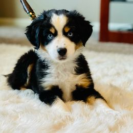 Dakoda - Miniature Australian Shepherd