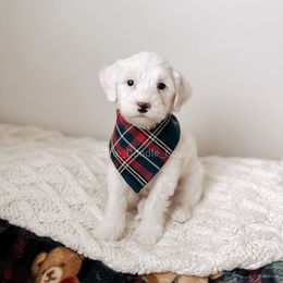 Heirloom - RL Christmas - Cream male Goldendoodle puppy in Syracuse, Indiana from The Doodle Cove