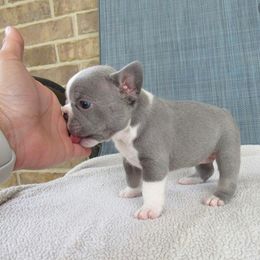 French Bulldog Puppies from Dejavu Frenchies
