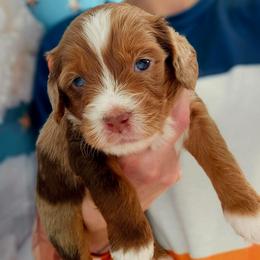 Laszlo - Red merle male Aussiedoodle puppy in Prescott Valley, Arizona from Ramirez Family Doodles